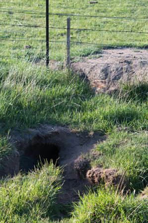 Wombat with bad mange entering its burrow in the afternoon