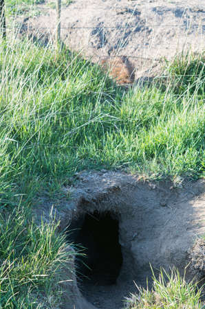 Wombat with bad mange entering its burrow in the afternoon