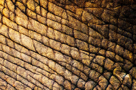 Elephant skin texture for abstract backgroundの写真素材