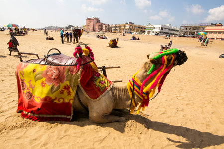 Camel resting on the beachの写真素材