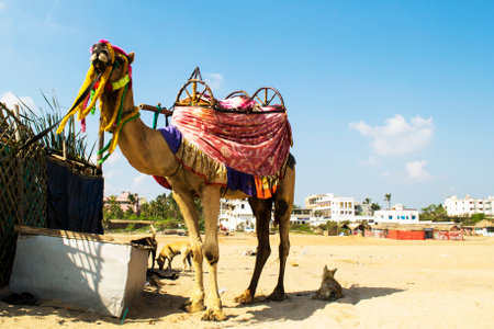 Decorated camel awaits customers for a trip along the beach