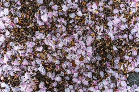 Sakura leaves and dirtの写真素材