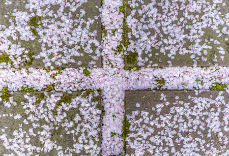 Falling Sakura leaves on the pavementの写真素材