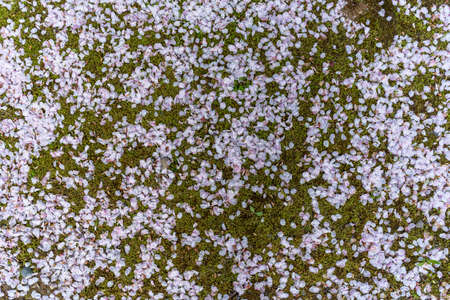 Green grass covered with several fallen Sakura leavesの写真素材