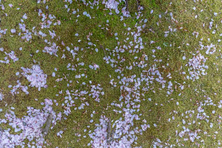 Green grass covered with several fallen Sakura leavesの写真素材