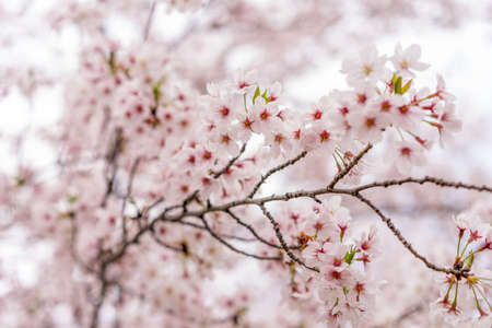 Sakura tree (cherry blossom) in Sakuranomiya park, Osaka, Japan, for close up and background use, shallow DOFの写真素材