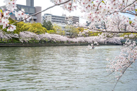 View of sakura (cherry blossom) trees by the river from Sakuranomiya park in Osaka, Japan