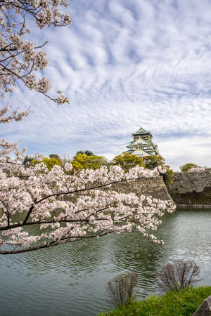Osaka castle sakura (cherry blossom) treesのeditorial素材
