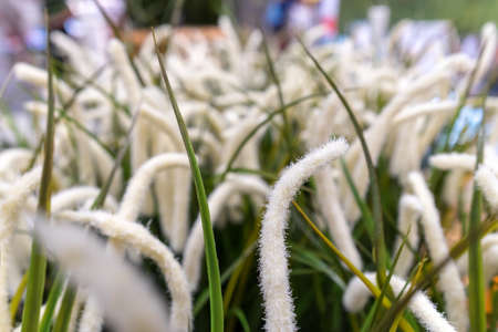 White and green artifical grass with shallow DOF, blurred backgroundの写真素材