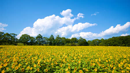 Hokkaido sunflower fieldの写真素材