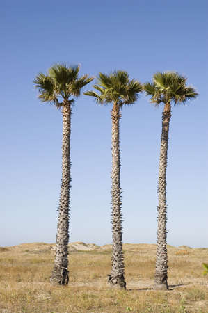 Three palm trees on the beach at Ventura, Californiaの写真素材