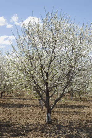 Cherry Tree near Palisade, Colorado