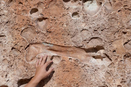 Dinosaur bone cast in sandstone boulder in western Coloradoの写真素材
