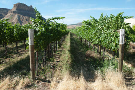 Western Colorado Vineyardの写真素材