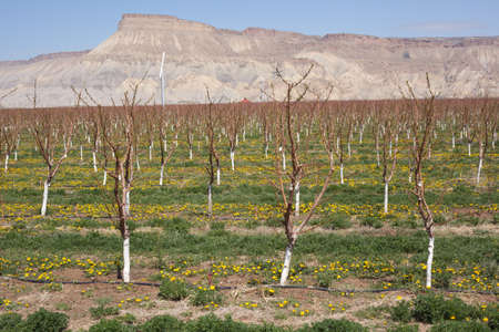 Fruit orchards near Palisade in bloomの写真素材