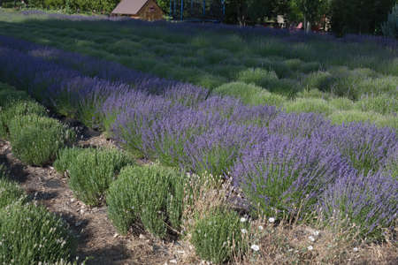 Lavender plants in rowsの写真素材