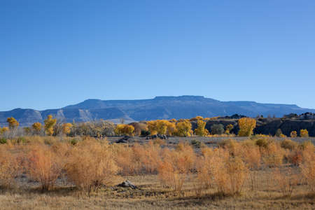 Golden cottonwoods, willows, and other brush set off the blue slopes of the Grand Mesa as seen from the Grand Valley near Clifton, Coloraod in autumnの写真素材