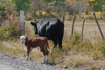 Calf and cow beside the road in the autumnの写真素材