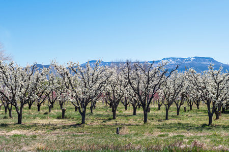 Blossoming almond orchard in spring, with mountains in the background, Palisade, Coloradoの写真素材