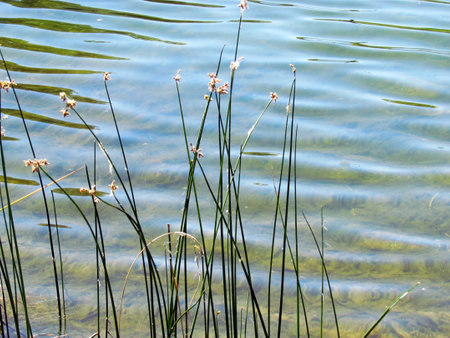 Green reeds beside a lake in the summerの写真素材