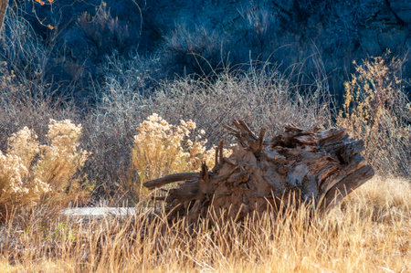Dead tree in the desert at sunset, western Colorado in late autumnの写真素材
