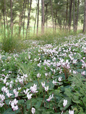 Blossom of white cyclamen in the forest in sunny day.の写真素材