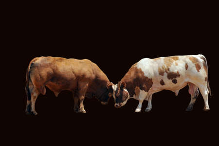 Two fighting bulls isolated on black background