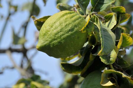 Closeup of growing citron used for jewish sukkot holiday.