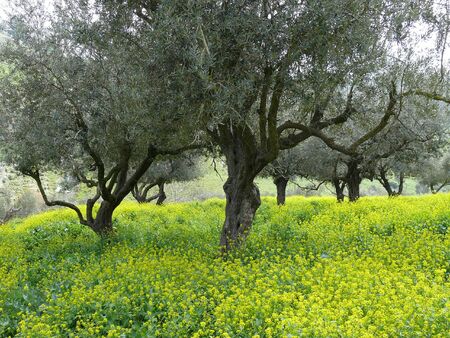 View of old olives surrounded by spring yellow blossomの写真素材