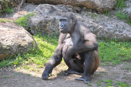 View of chimpanzee sitting on a grassの写真素材