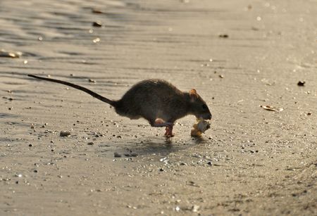 View of a rat running with piece of food. の写真素材