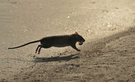Close up of a rat running with a food.の写真素材