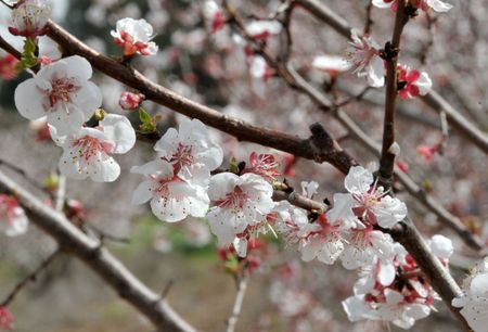 Close-up of blossoming peach branch.の写真素材