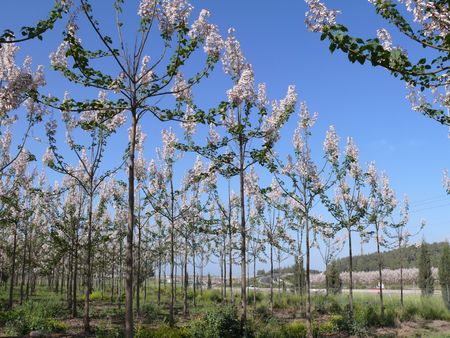 View of paulownia tree plantation.の写真素材