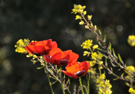 Red poppies illuminated by sunlight on dark backgrpound.の写真素材