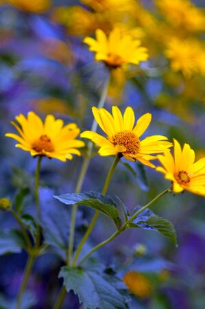 sunny flowerの写真素材