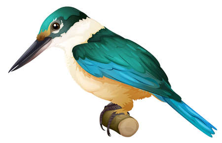 Illustration of a Sacred Kingfisher (Todiramphus sanctus)のイラスト素材