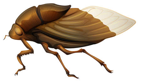 Illustration of a Cicadidae on a white background