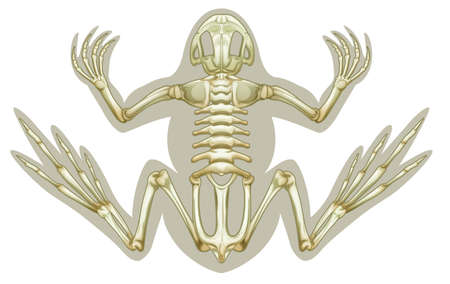Illustration of a Frog skeletal system on a white backgroundのイラスト素材