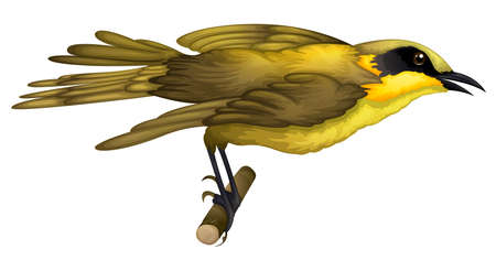 Illustration of a Lichenostomus melanops on a white backgroundのイラスト素材