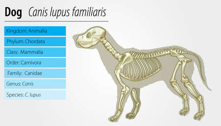 Illustration of a skeleton of a Canis lupus familiaris on a white backgroundのイラスト素材