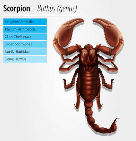 Detailed illustration of a Scorpion - Buthus genusのイラスト素材