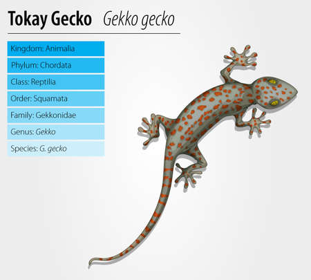 Tokay gecko - Gekko gecko- illustration on white backgroundのイラスト素材