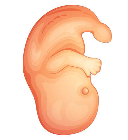 Illustration of a human embryoのイラスト素材