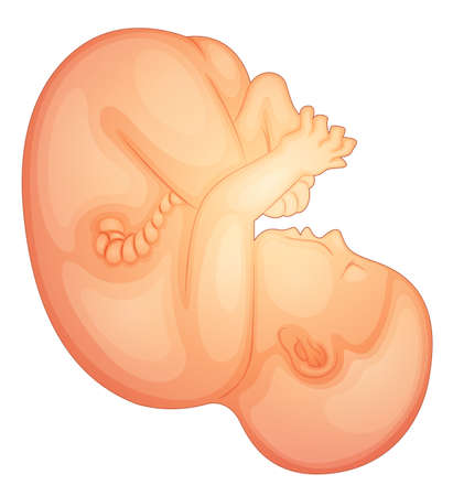 Illustration of a human fetusのイラスト素材