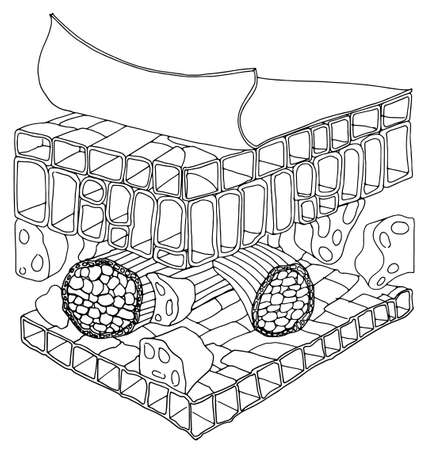 Black and white sketh of the structure of a leafのイラスト素材