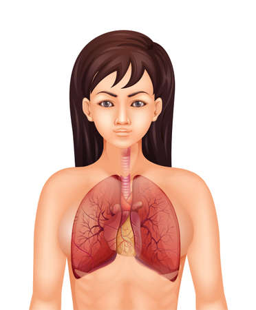 Illustration of the human respiratory systemのイラスト素材