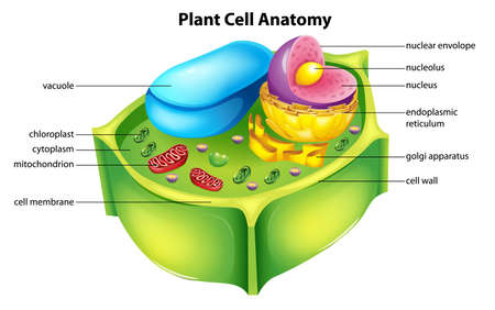 Illustration showing the plant cell anatomyのイラスト素材