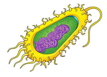 Illustration of a bacteria cellのイラスト素材