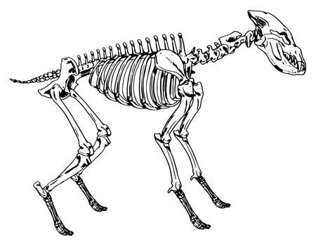 Illustration showing the skeleton of a hyenaのイラスト素材